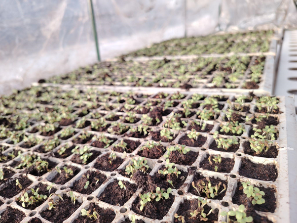 Serra aeroponica digitale Mavyeda con coltivazioni verticali biofortificate